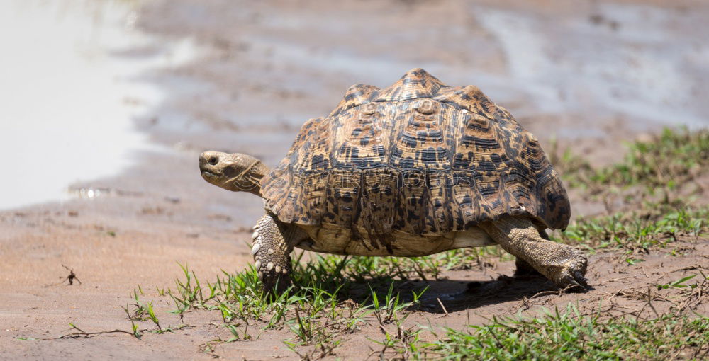 Similar – jewellery turtle 3