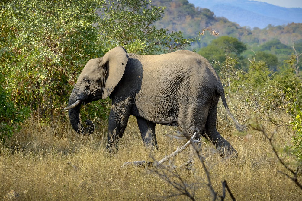 Similar – Image, Stock Photo # 846 Elephant Colossus