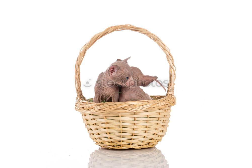 Similar – Image, Stock Photo last meal Sausage Animal