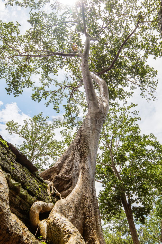 Similar – Under the tree 2 Tree Leaf