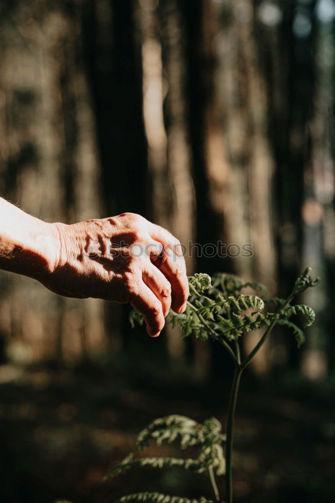 Similar – Image, Stock Photo Hands hold mint leaves