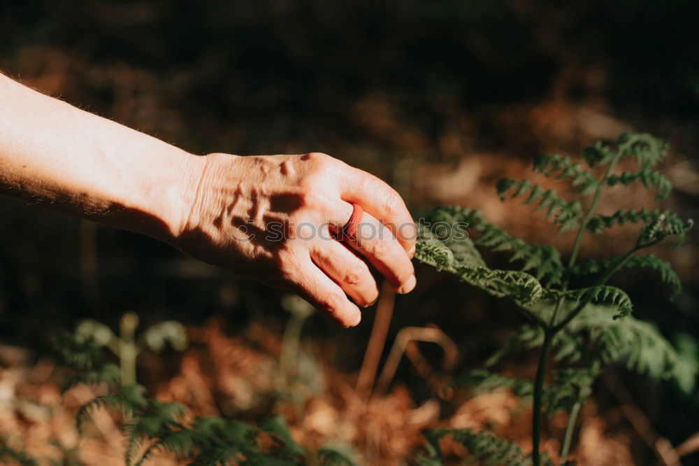 Similar – Image, Stock Photo Hands hold mint leaves