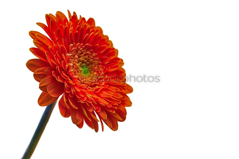 Similar – Gerbera vor Blau Blume rot