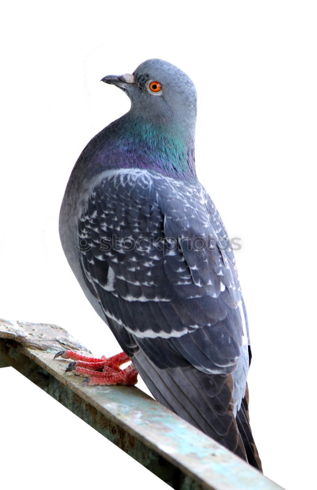 Similar – Image, Stock Photo Pigeon Beautiful Freedom