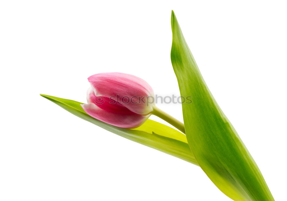 Similar – Image, Stock Photo Spring to go Flower Tulip