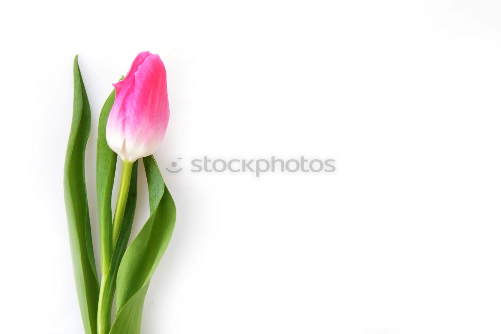 Similar – Image, Stock Photo Spring to go Flower Tulip