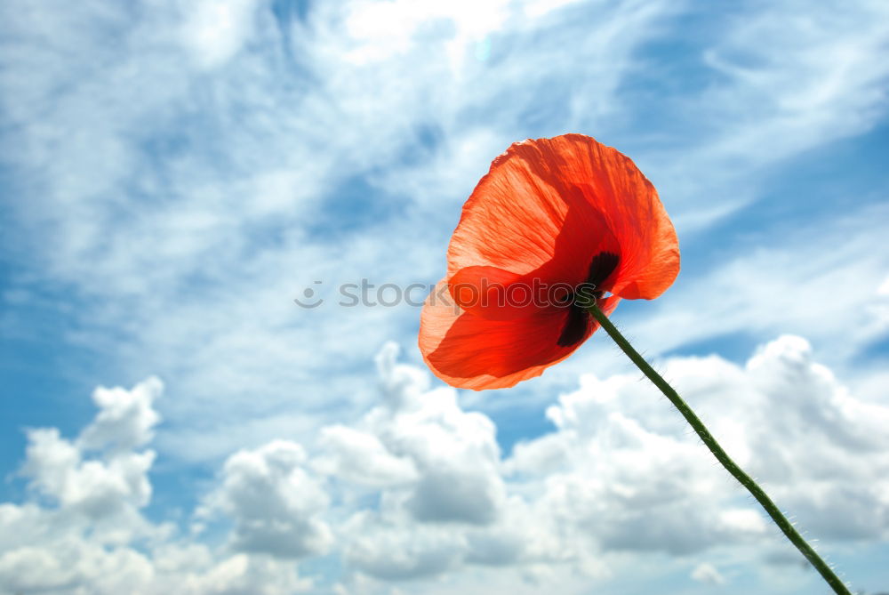 Similar – Image, Stock Photo poppy flower Summer