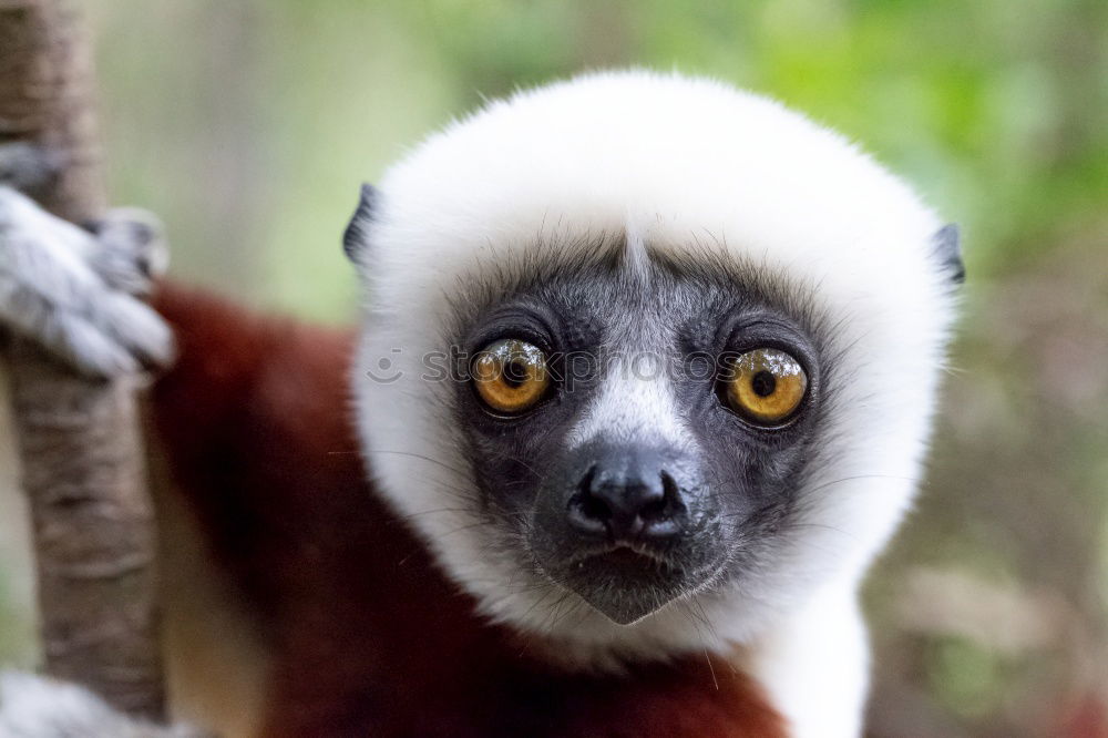 Similar – Image, Stock Photo Gibbon in the rainforest