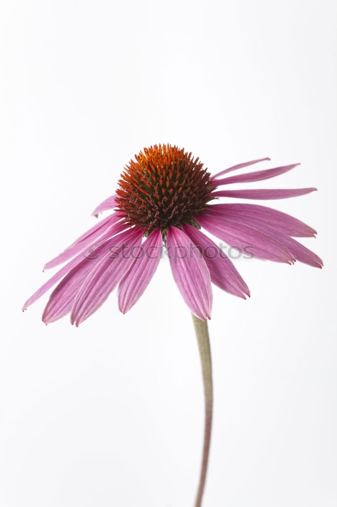 Similar – Image, Stock Photo Allium isolated on white background