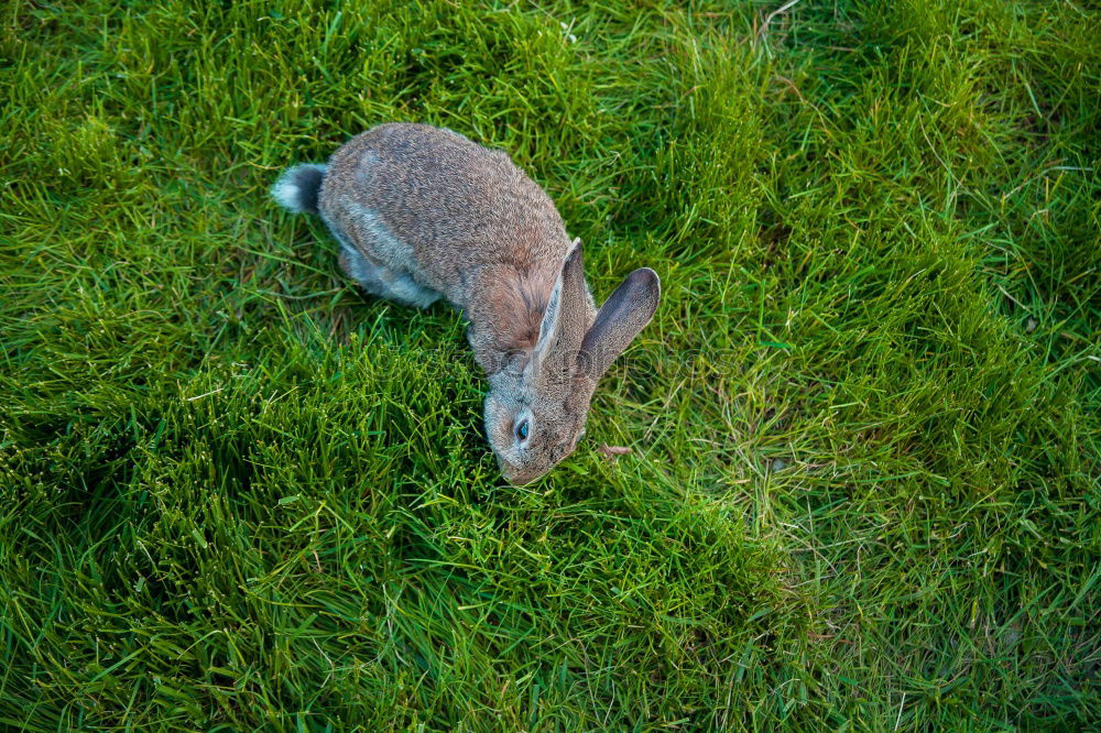 Similar – hide and seek (Capreolus capreolus)