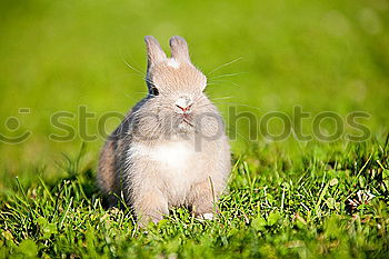 Similar – Image, Stock Photo cute squirrel in the park