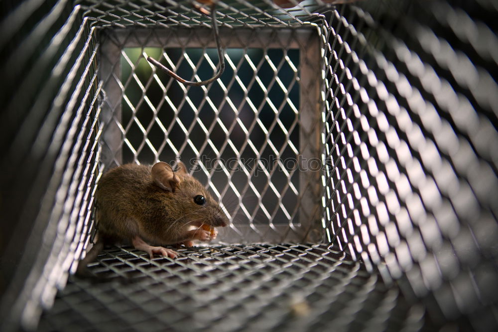 Similar – Small field mouse