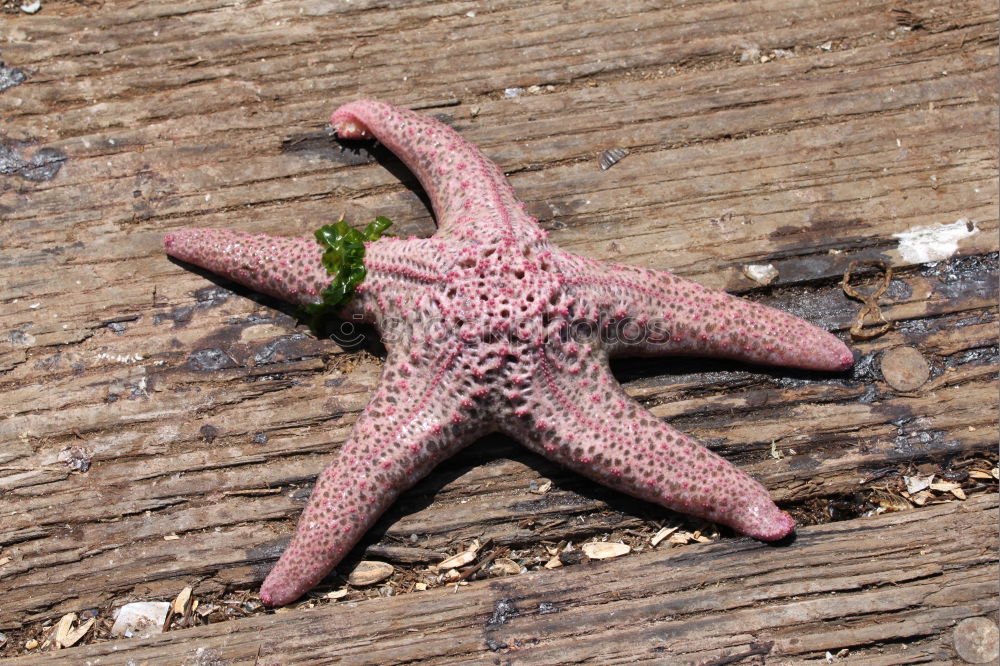 Similar – Foto Bild StarFish Seestern Meer