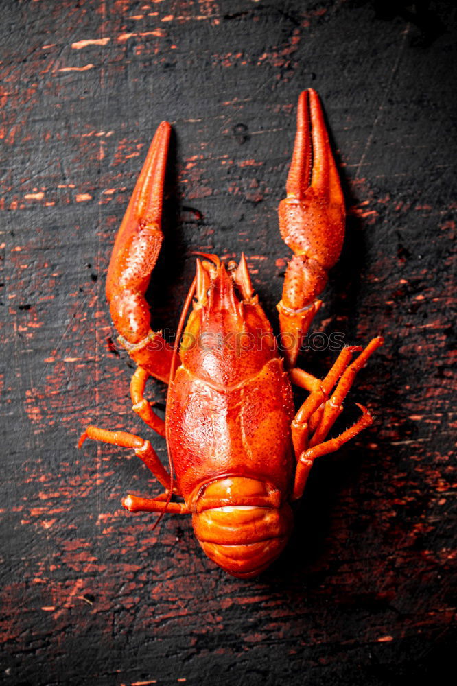 Similar – Red cliff crab Nature