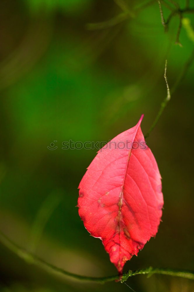 Similar – Image, Stock Photo in the middle of autumn