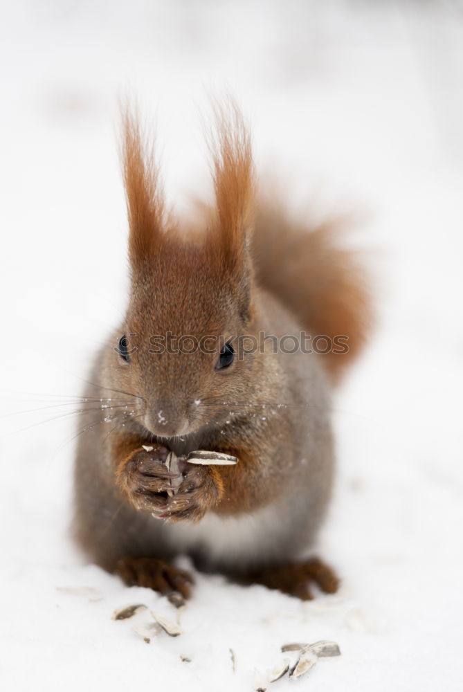 Image, Stock Photo African white-bellied chigel