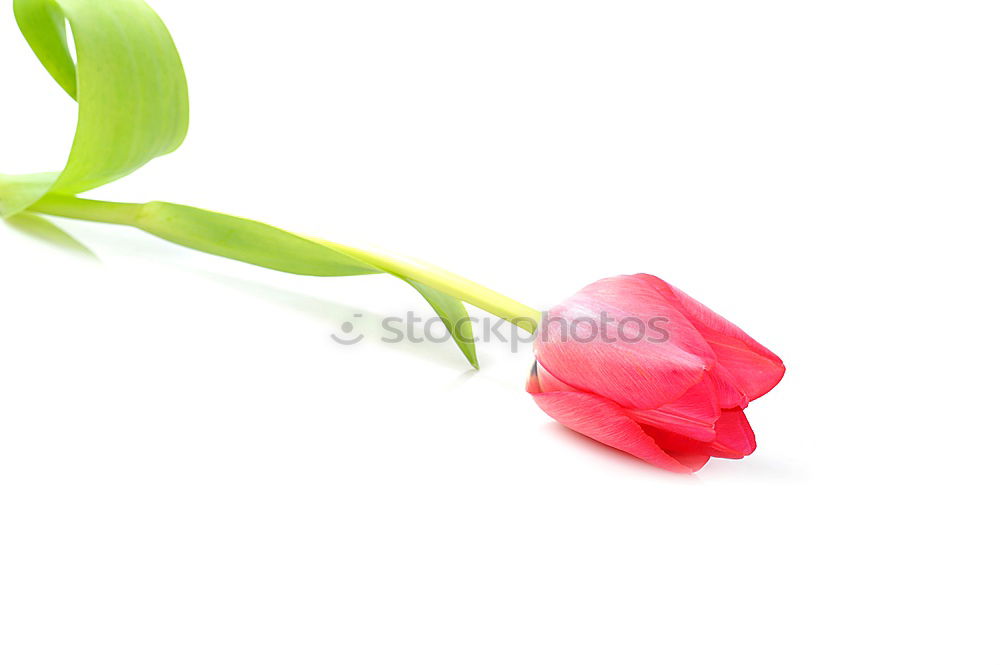 Similar – Image, Stock Photo Four oh oh Plant Flower