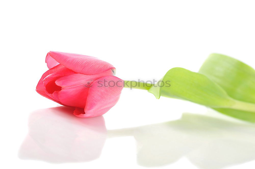 Similar – Image, Stock Photo Flowers and old scissors on wet wooden table