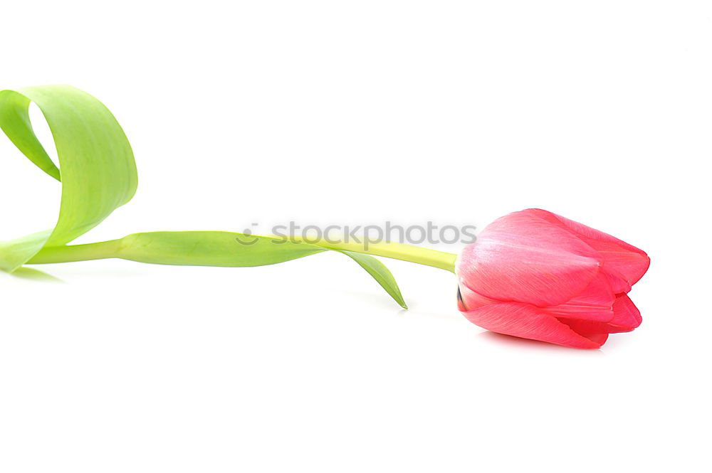 Similar – Image, Stock Photo Yellow Easter Tulip
