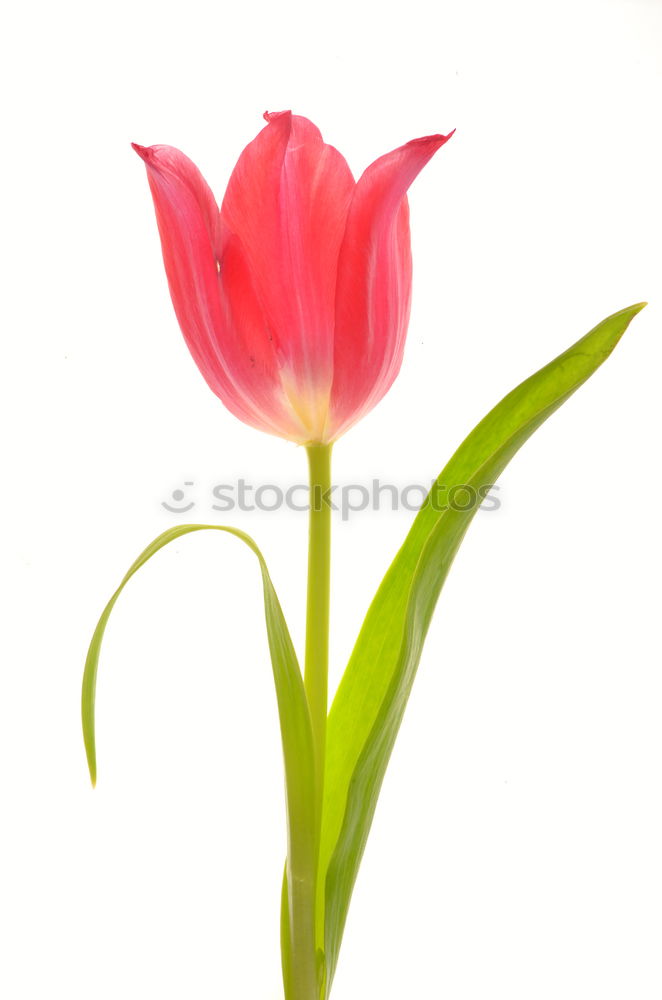 Similar – Image, Stock Photo blush Tulip Blossom Flower