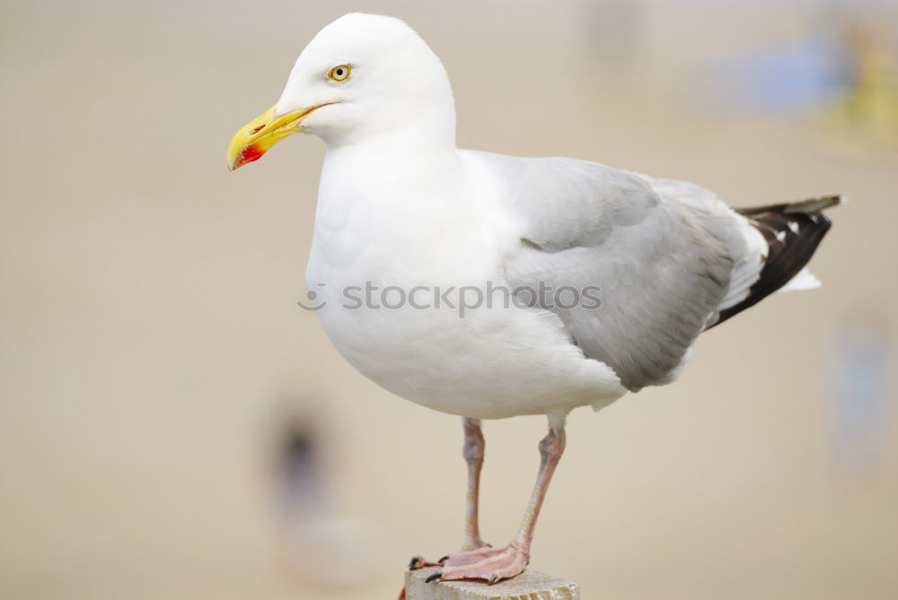 Similar – Image, Stock Photo A sea rat rarely comes alone