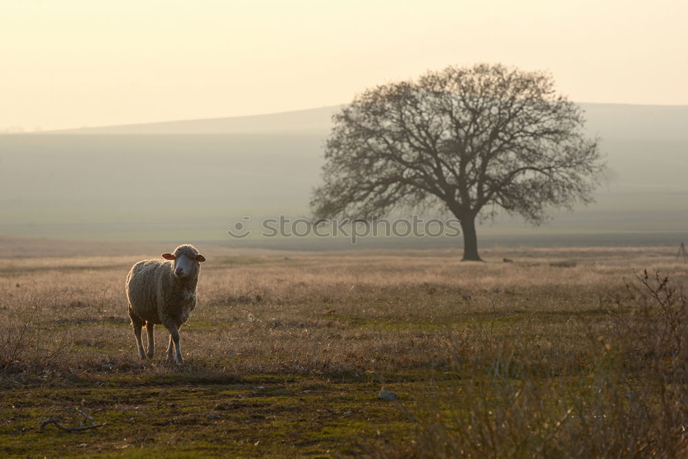 Similar – Foto Bild CHAMANSÜLZ | weites land