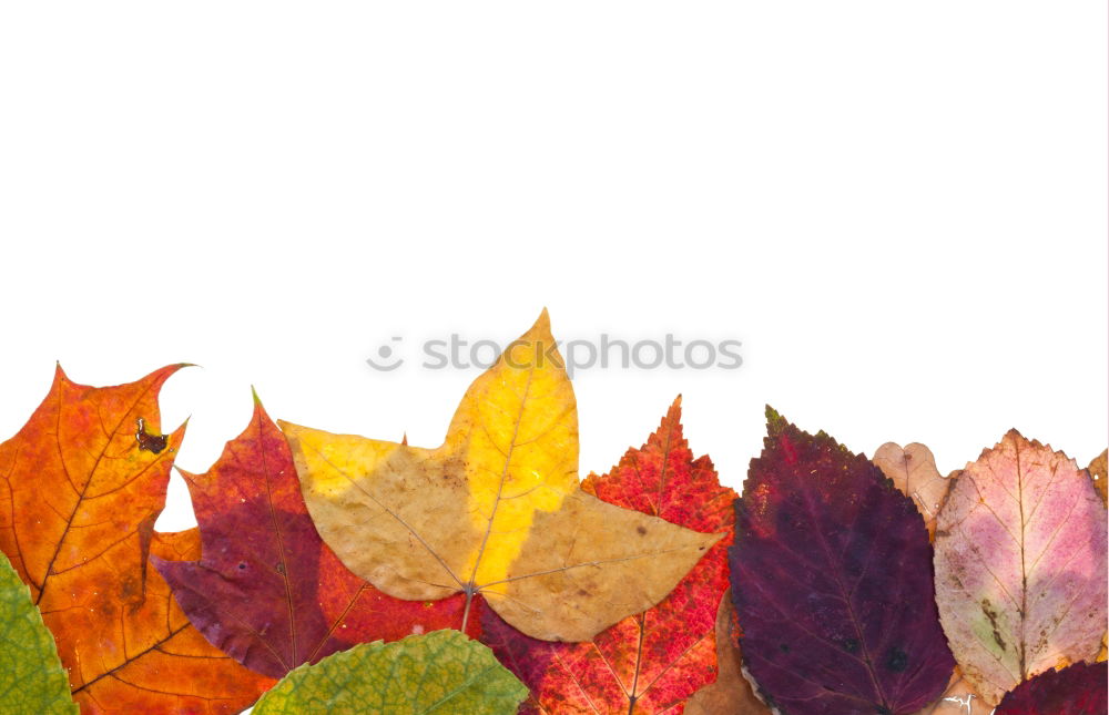 Similar – Image, Stock Photo A handful of autumn