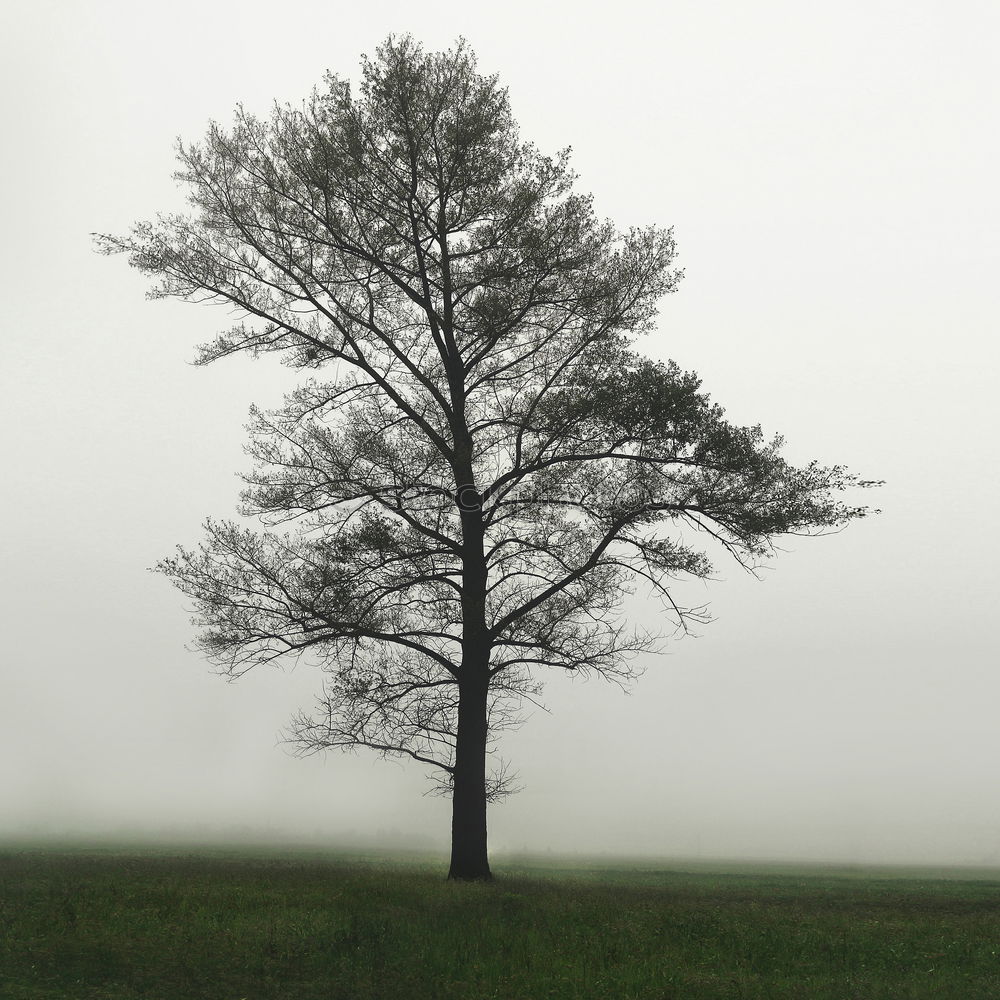 Similar – Image, Stock Photo Last shadow of nothingness