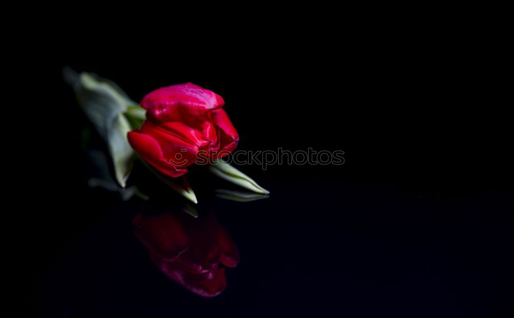Similar – Image, Stock Photo Dried roses on dark background