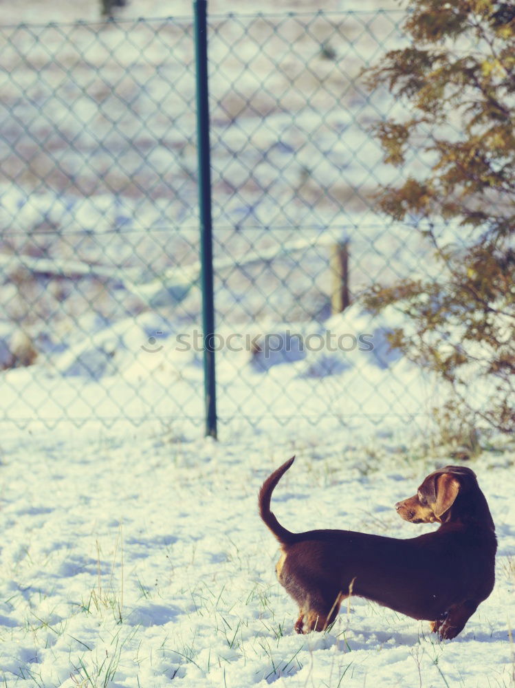 Similar – snow hare Nature Winter