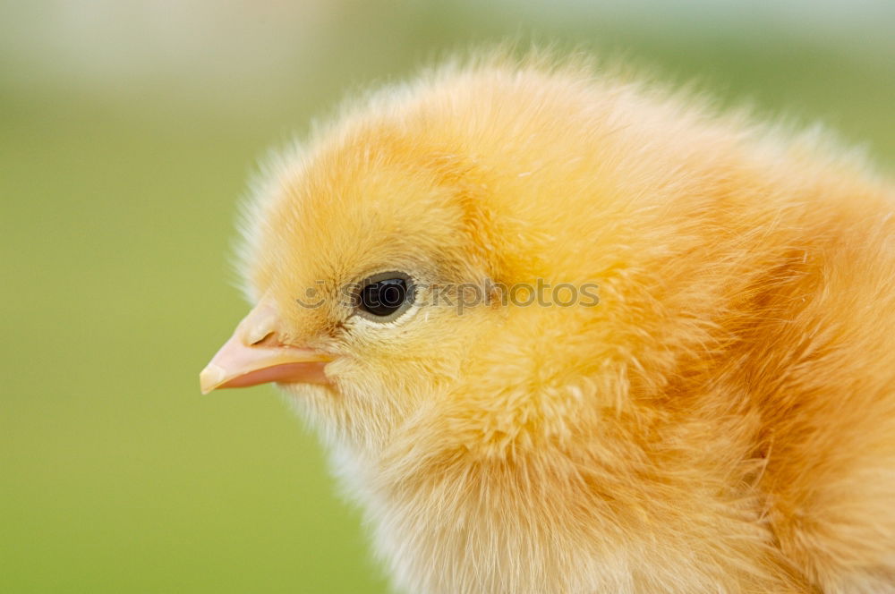 Similar – baby-chicken Animal