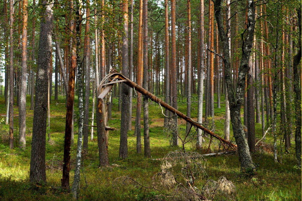 Similar – Image, Stock Photo buy a piece of forest?