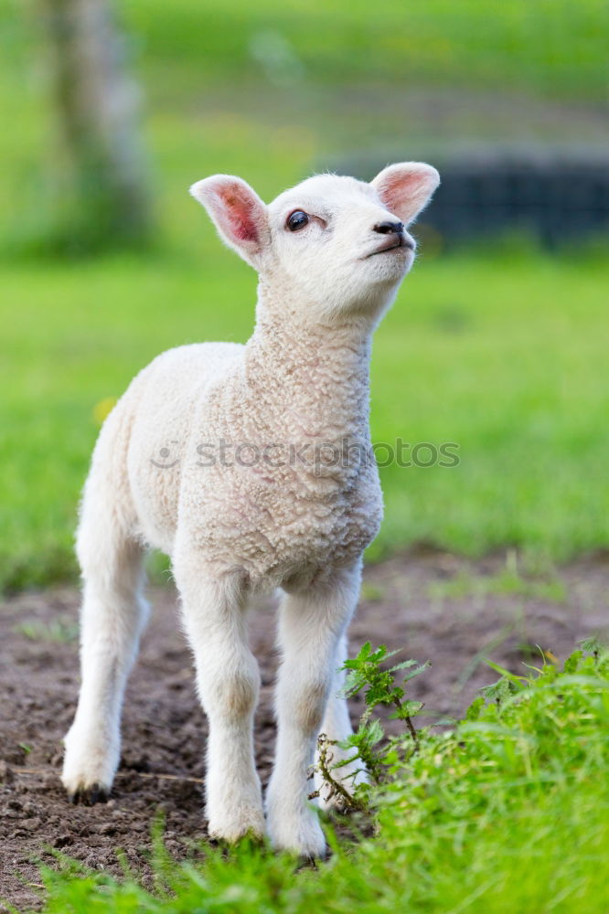 Similar – little lamb Nature Animal