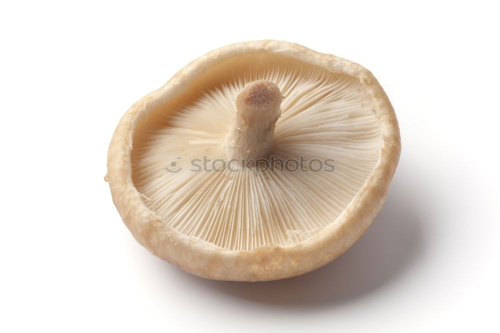 Similar – Image, Stock Photo Yield Mushroom search Art