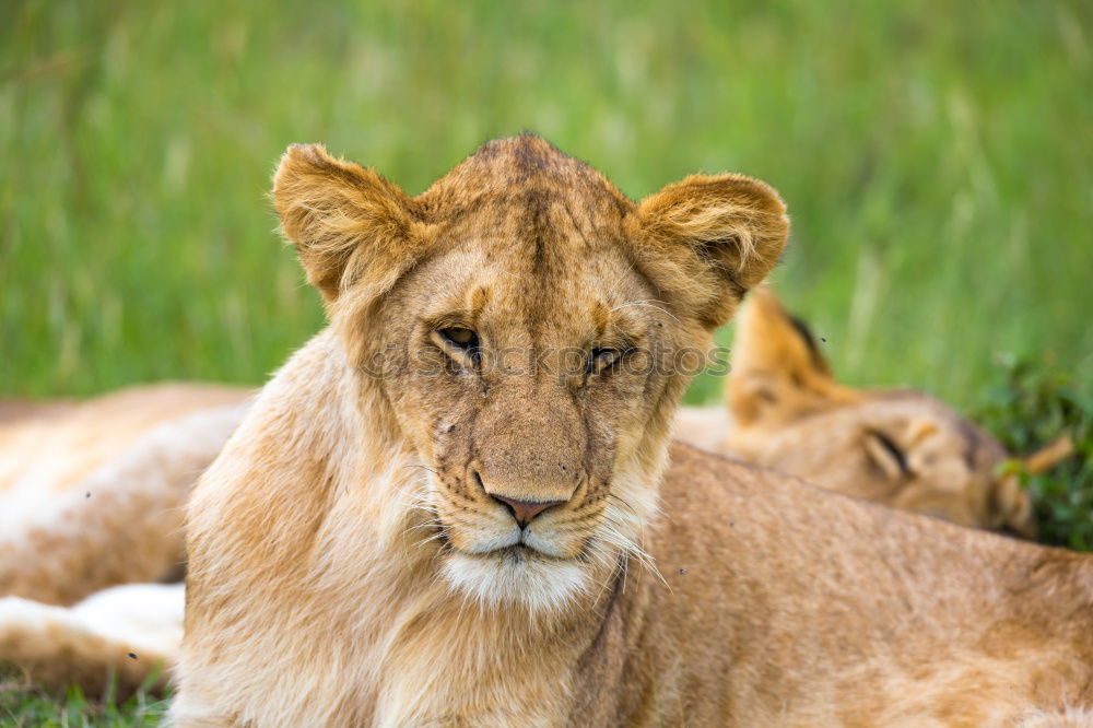 Similar – Image, Stock Photo In the view of the lioness