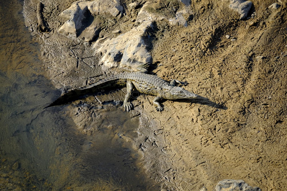 Similar – Image, Stock Photo The cave of a hunter