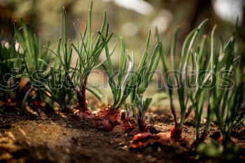 Similar – Image, Stock Photo Flowers, root, soil and old hand shovel