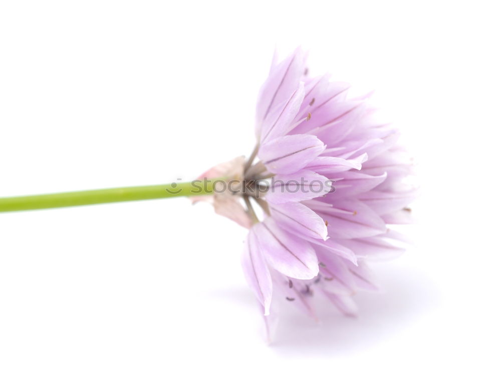 Similar – Image, Stock Photo Dahlia 1 Daisy Family