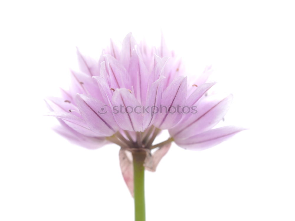 Similar – Flower of a star-shaped umbel in pink and green against a white background