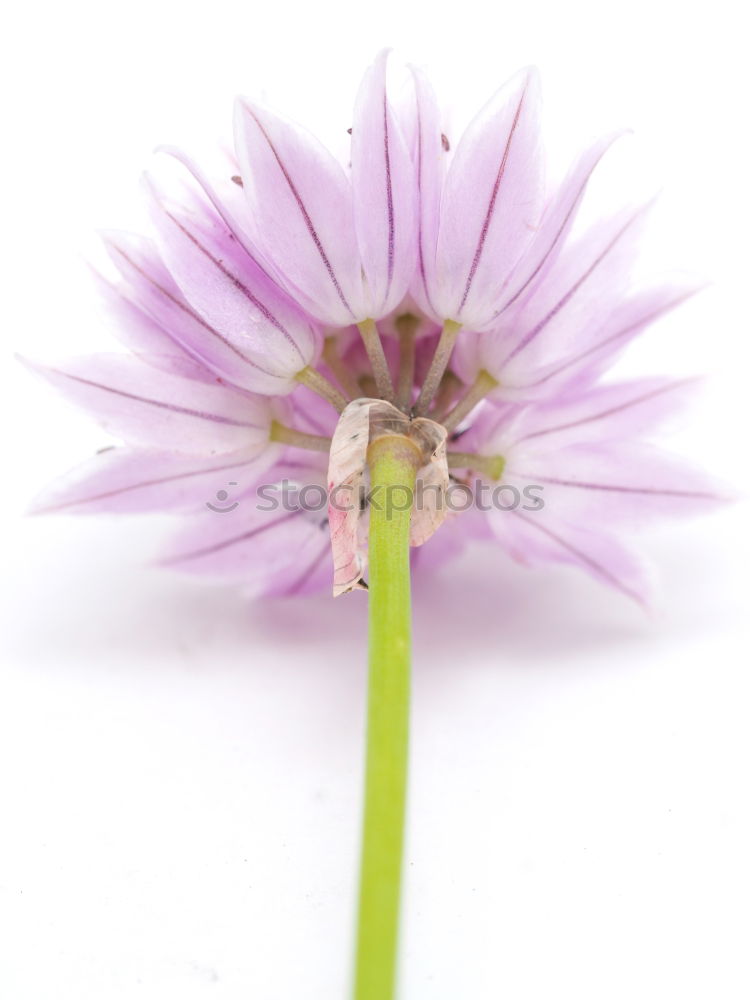 Similar – Flower of a star-shaped umbel in pink and green against a white background