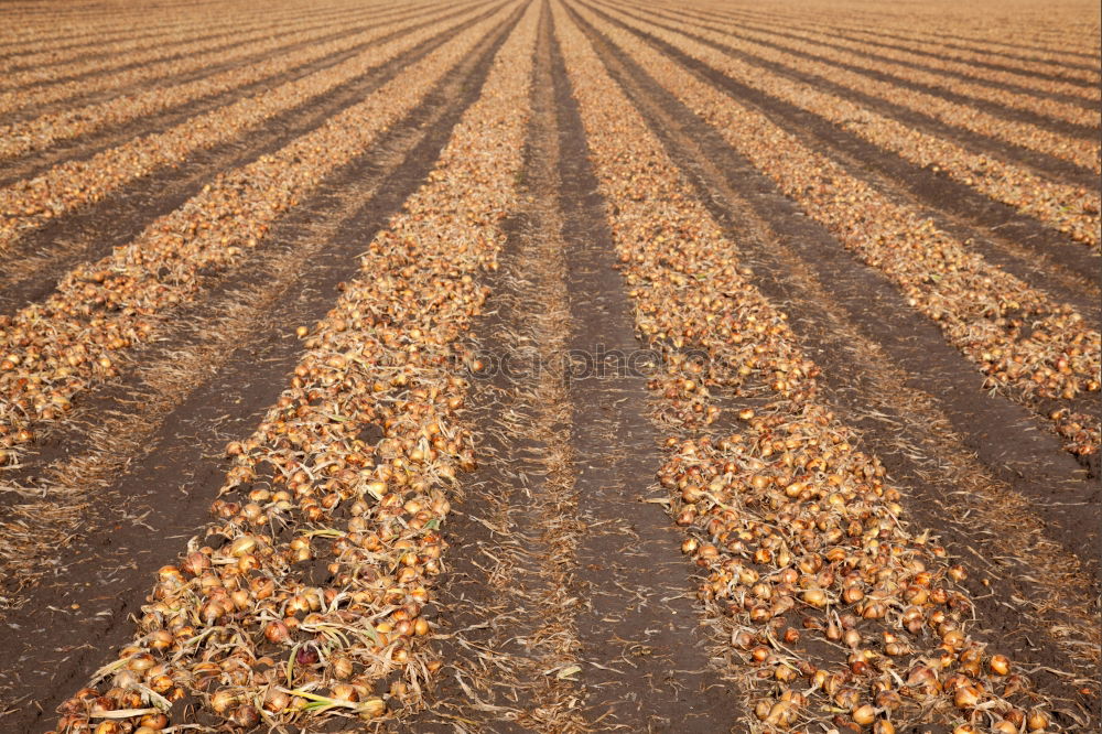 Similar – Image, Stock Photo Tractor 2 Field Farmer