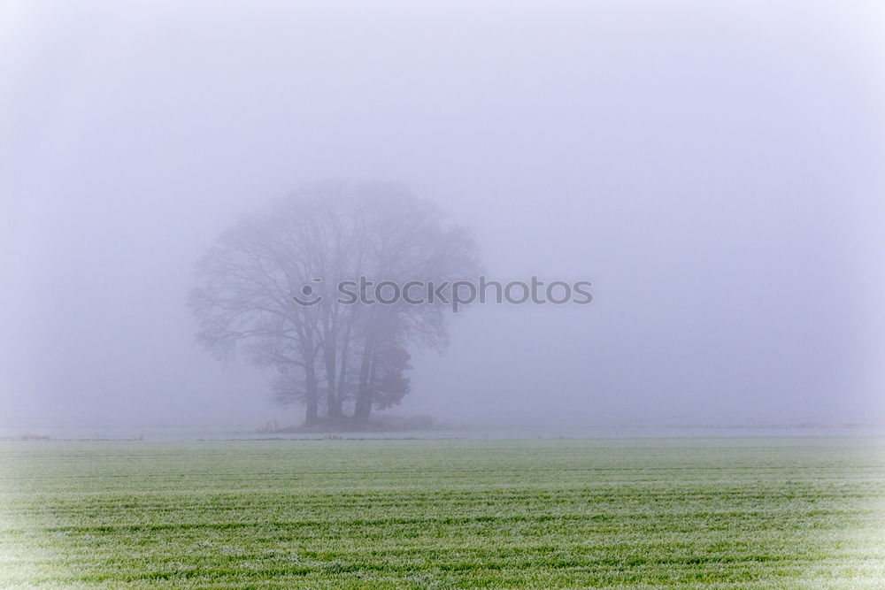 Similar – dreary Tree Pasture Meadow