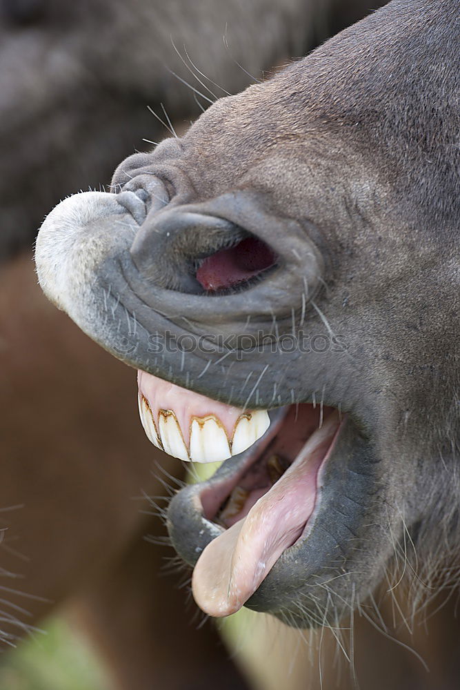 Similar – Eat and be eaten. Meerkat eats a mouse