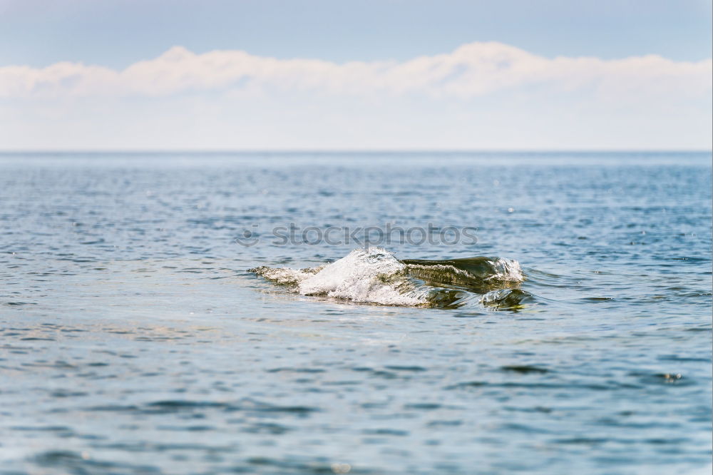 Similar – Image, Stock Photo Man in wetsuit swimming in ocean