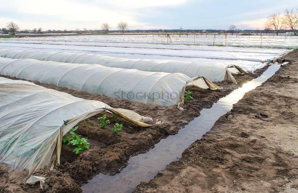 Similar – Strawberries in green house.