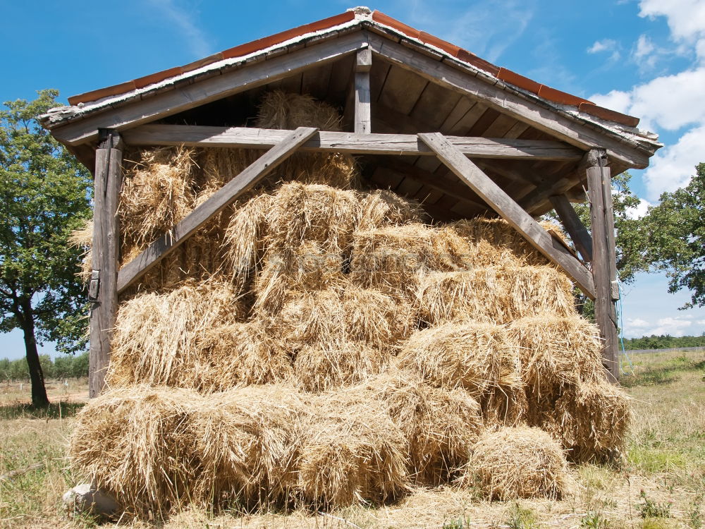 Similar – straw hut Straw