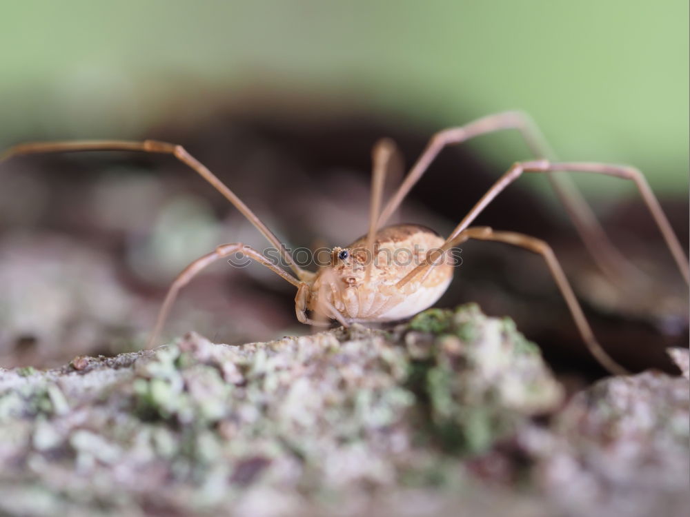 Similar – Das große Krabbeln 2 Natur