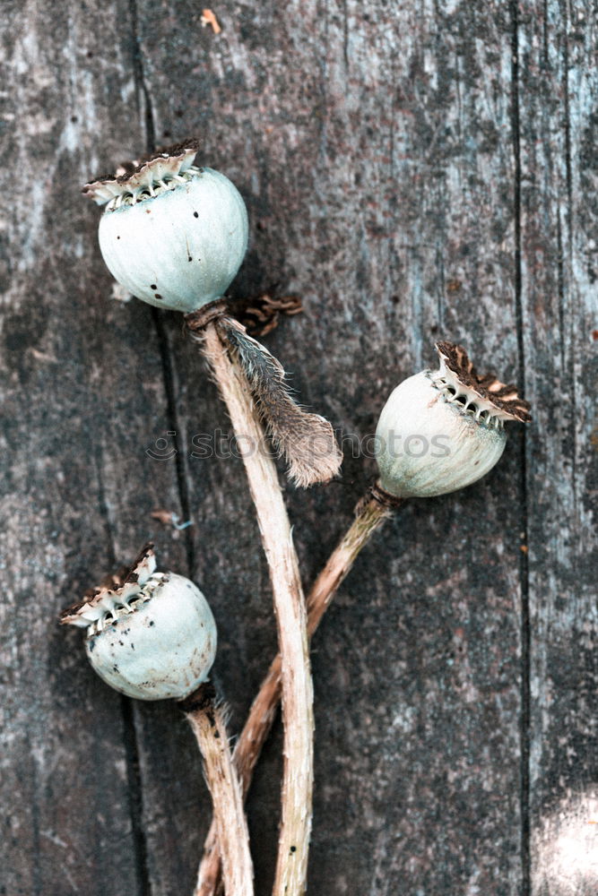 Similar – forest fruits Tree trunk