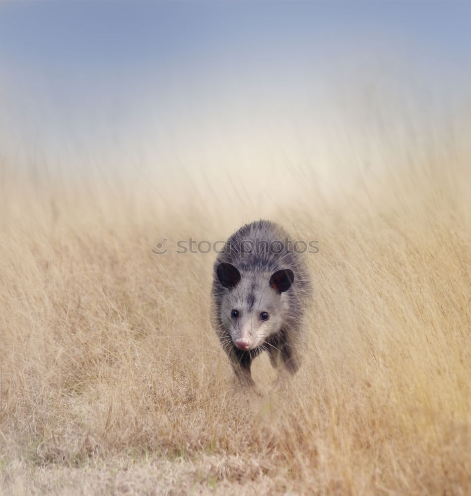 Similar – shrew Animal Wild animal