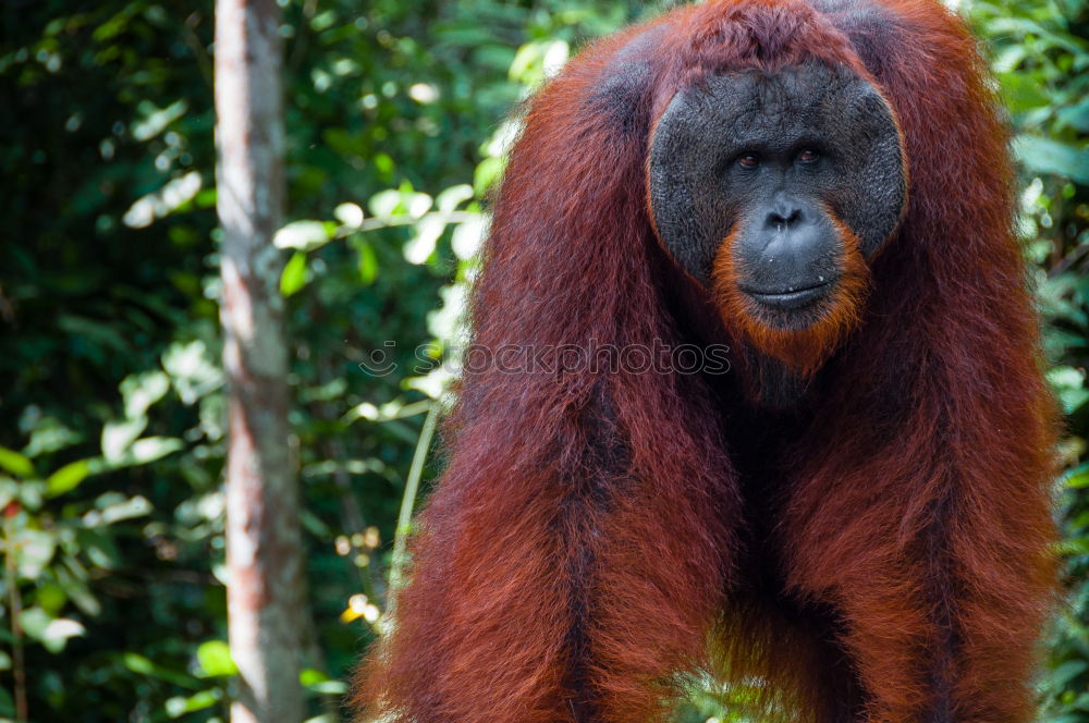 Similar – Image, Stock Photo Orang Utan in the rainforest